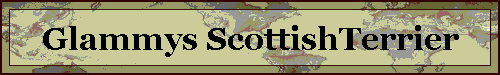 Glammys ScottishTerrier