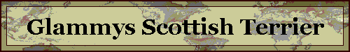 Glammys Scottish Terrier